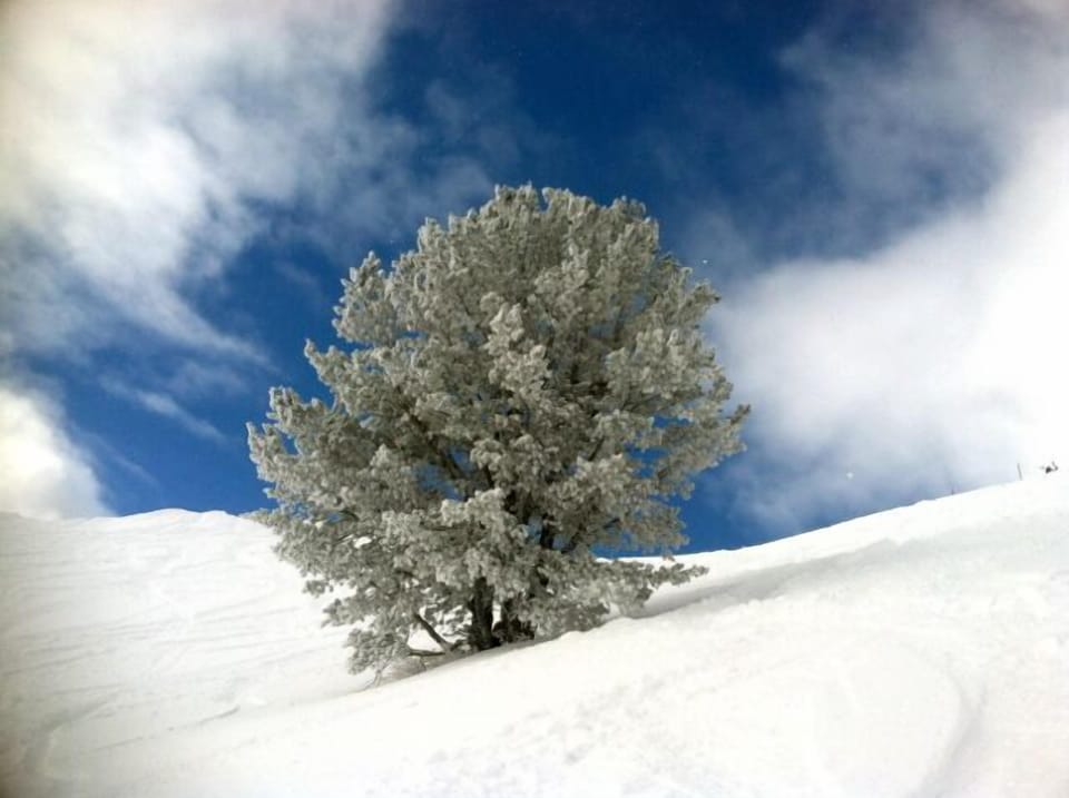 A sure sign of a fluffy pow day!