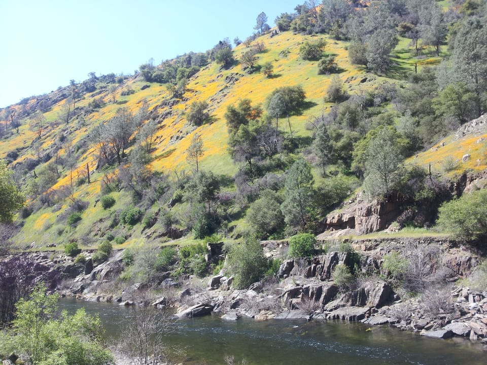 Spring California poppies in the Merced River Canyon
