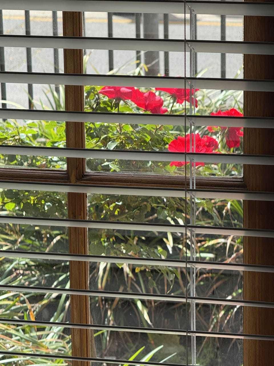 Rooms with fresh air views - fresh air - open windows and enjoy the outdoors