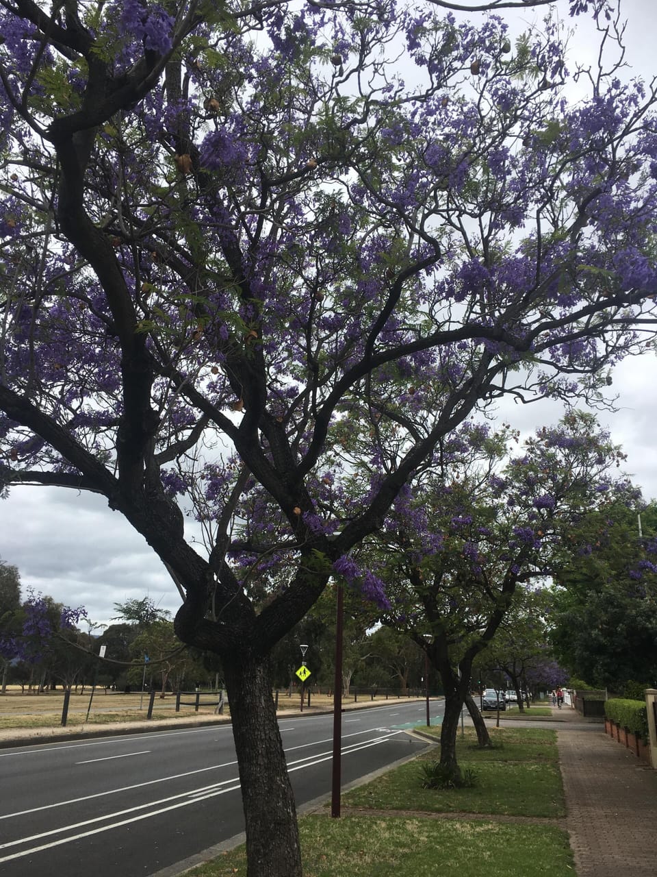 Beautiful Jacaranda trees lined the streets of North Adelaide in November