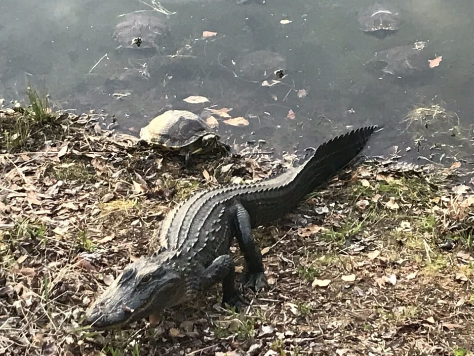 “Bruce”, the alligator in the pond with his turtle friends.