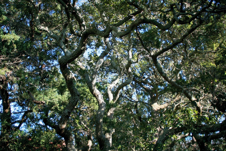 Oaks