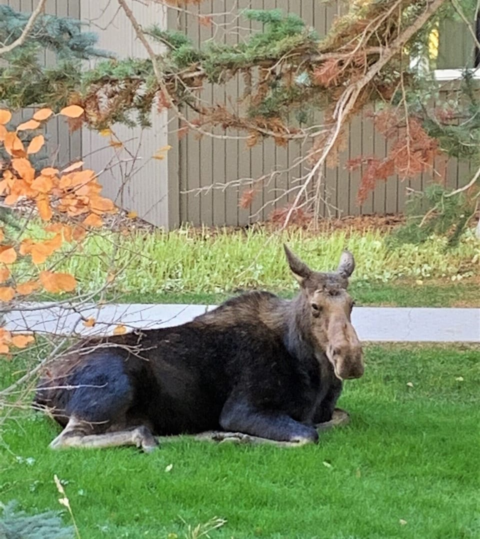 Snow Ridge Fall Visitor