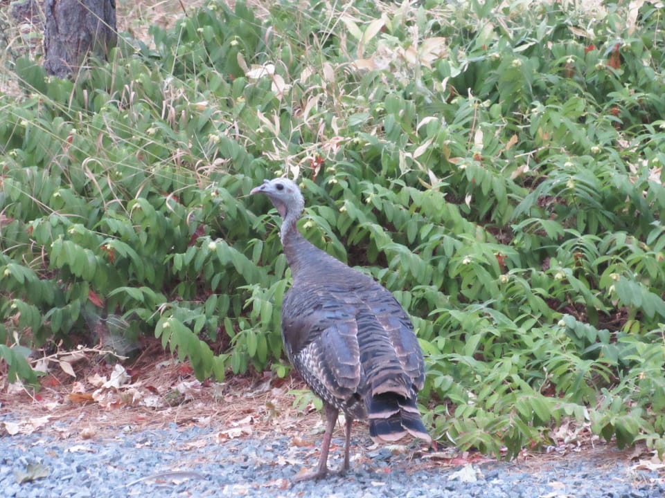 Wild turkeys are frequent guests ... arriving at dusk to perch in the tall pines