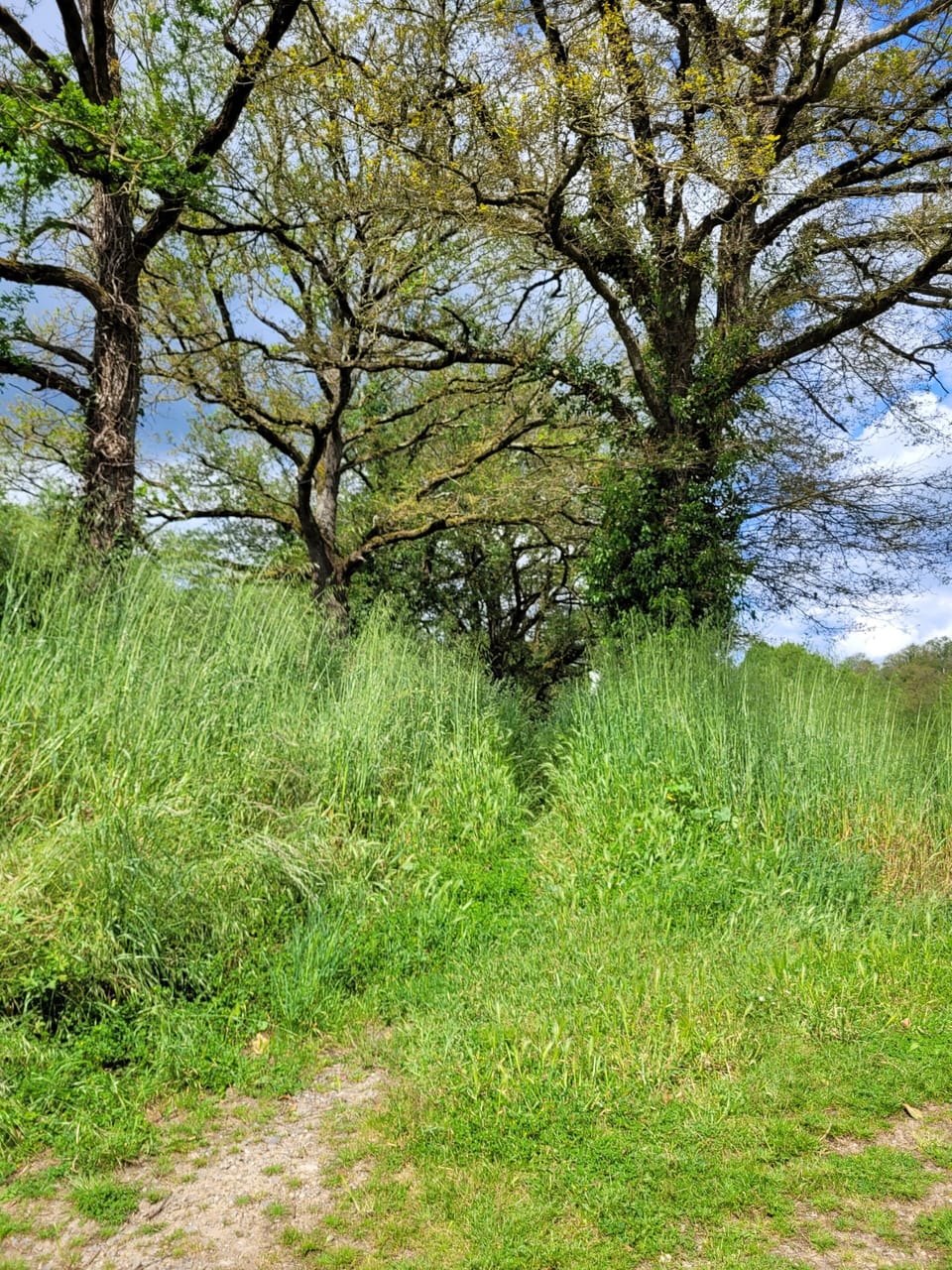 Hiking