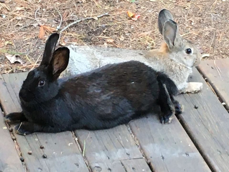 You may see rabbits!