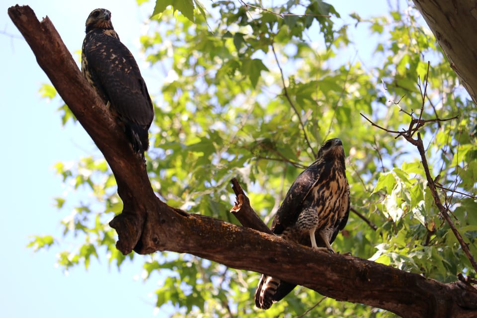 Resident black hawks