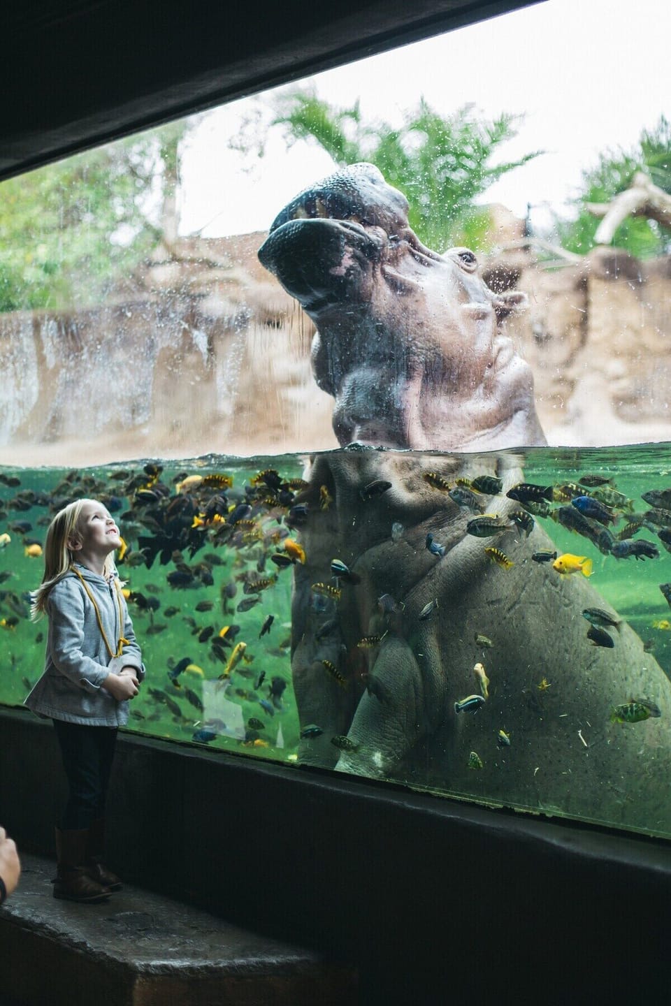 San Antonio Zoo - 5 min drive distance from the apartment
