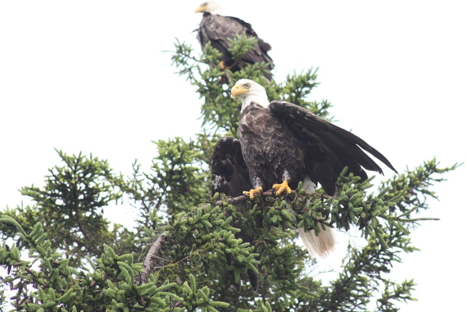 Bald Eagles
