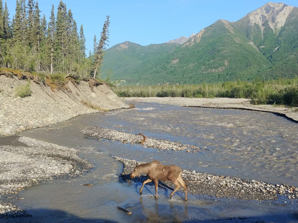 Game viewing