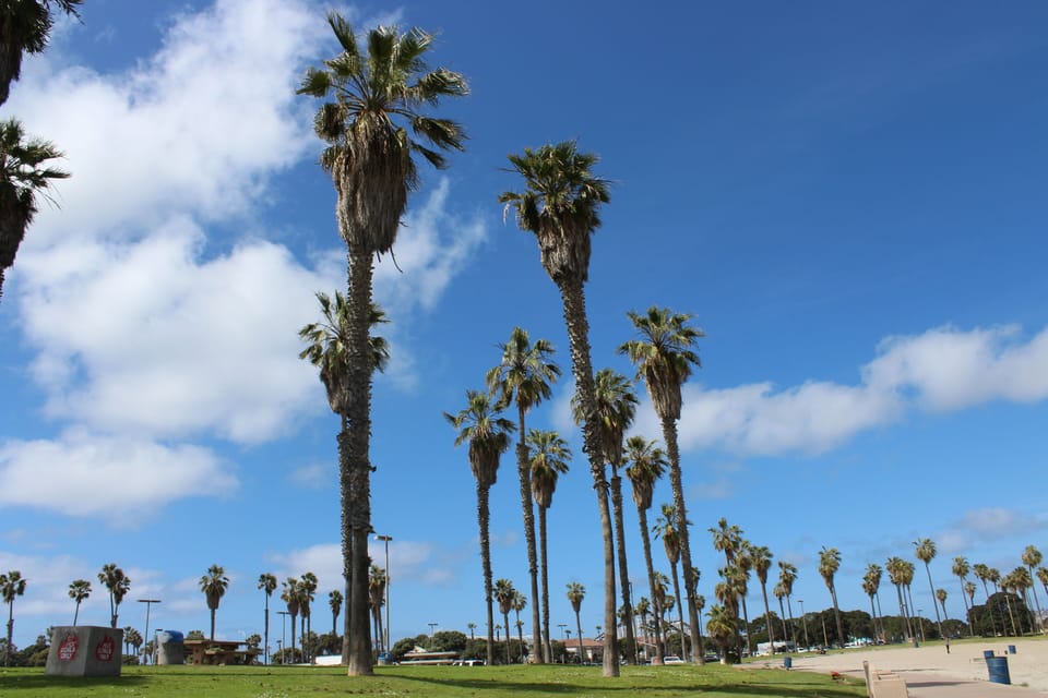 Endless palm trees outside of the condo for your viewing pleasure