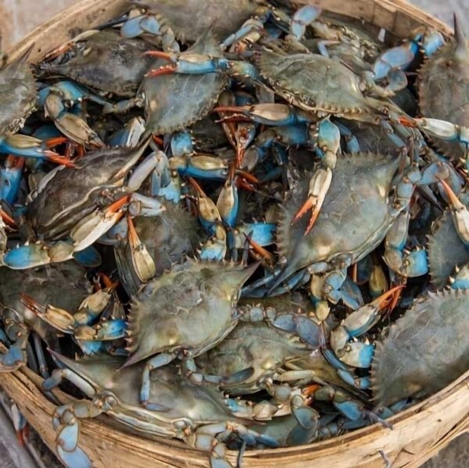 Fresh Blue Crabs delivered to your door 