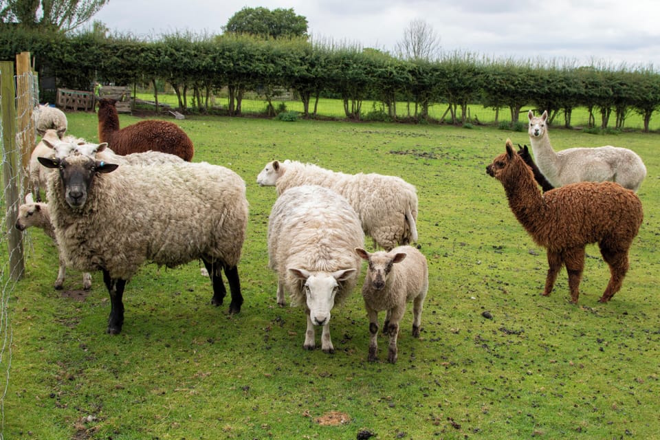 Sheep