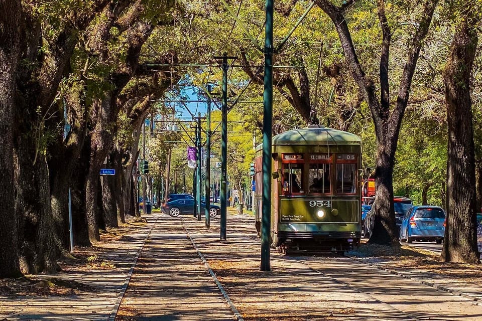 Street car tunneled by our beautiful oaks.