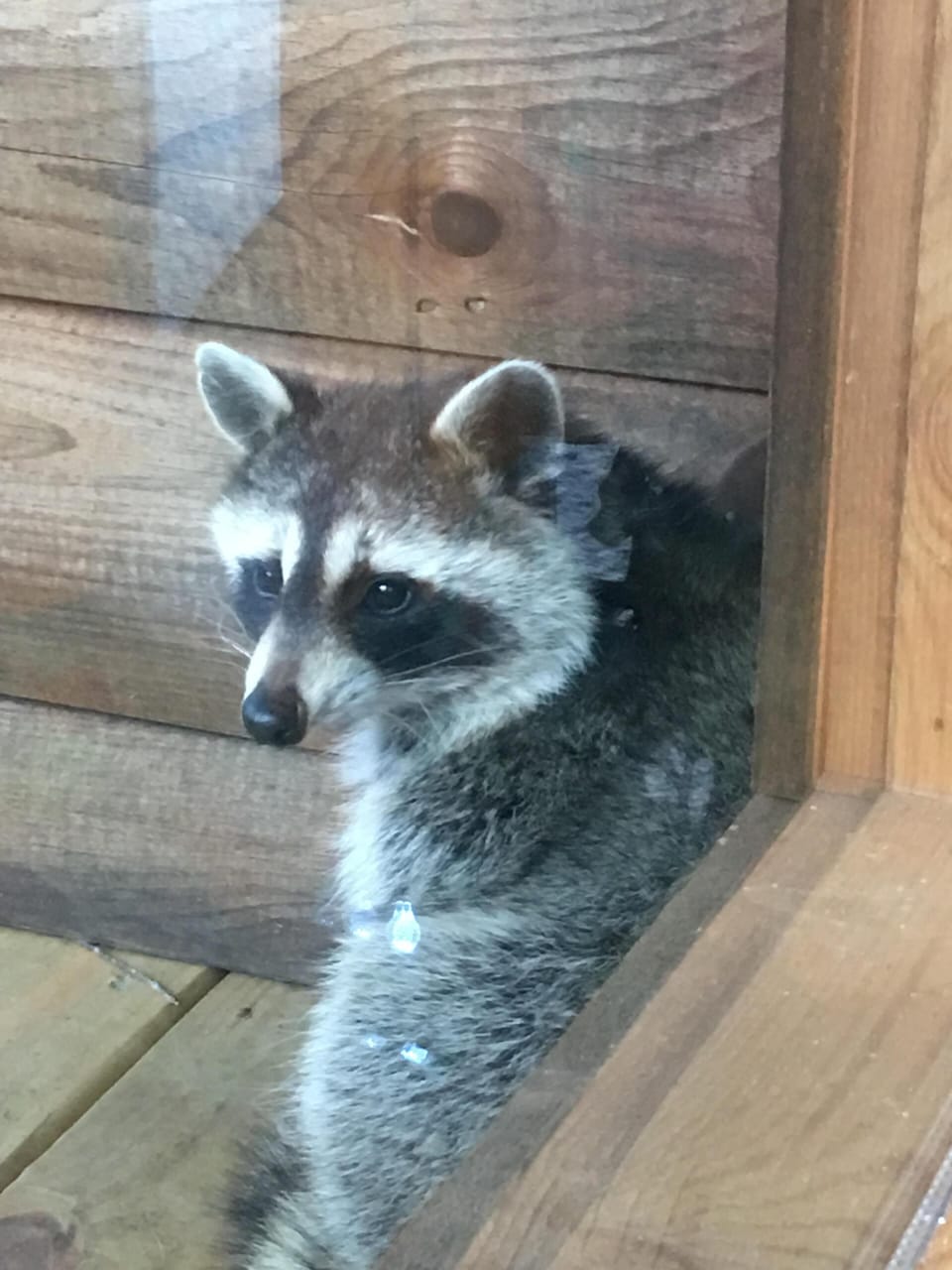 Curious Critter.  Should we name him??
