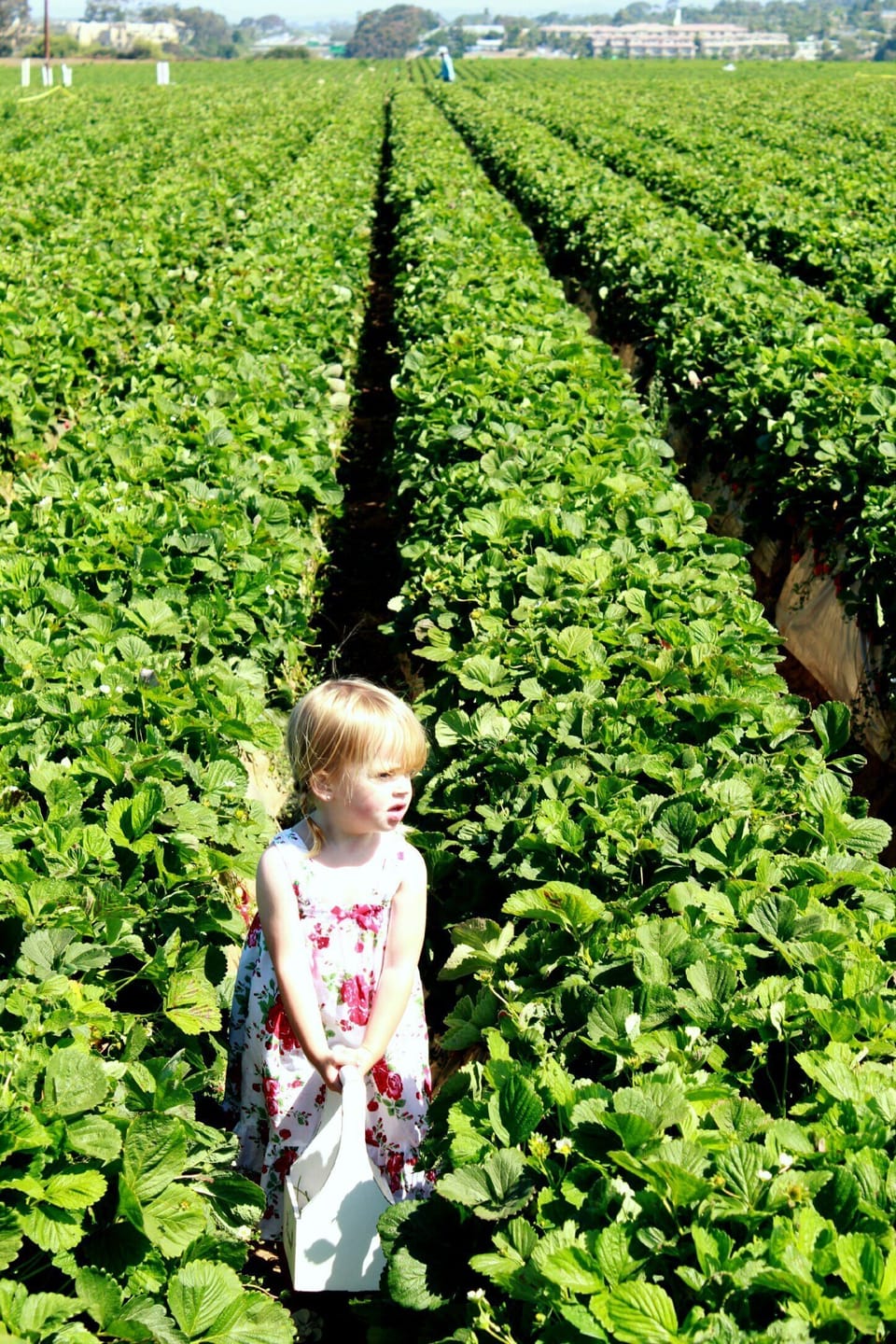 Strawberry Picking - less than a mile away (seasonal)