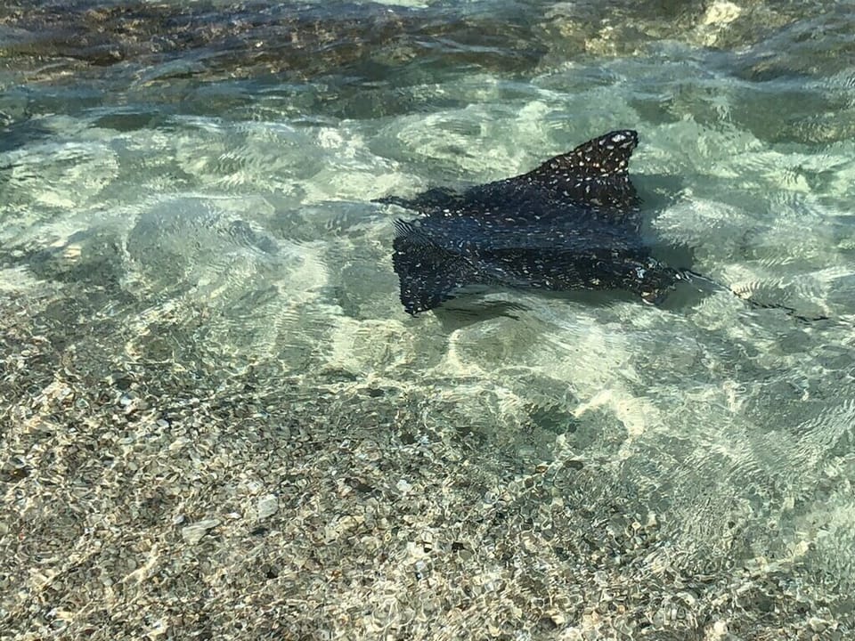 Watch for the spotted eagle rays at water's edge in Sapphire Beach!