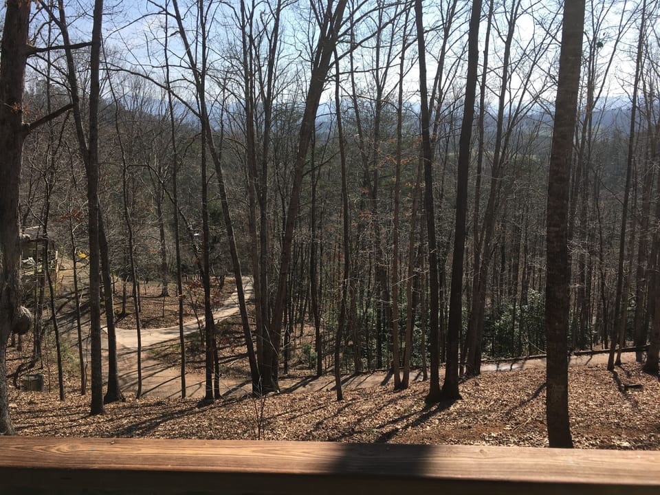 View of Drive approaching the cabin.