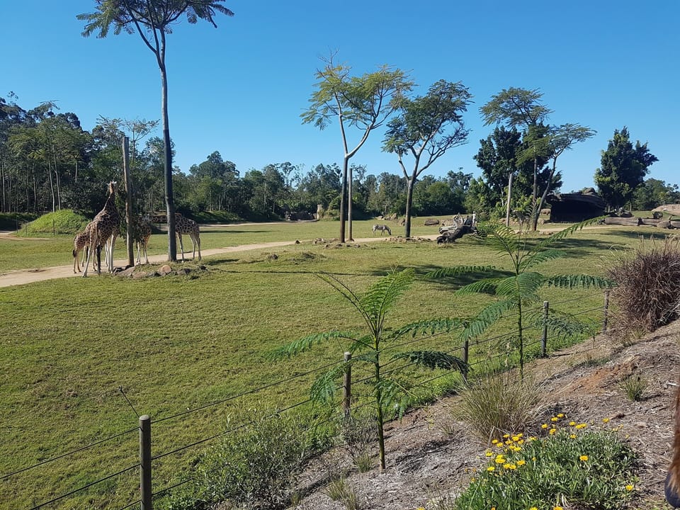 Australia Zoo Africa