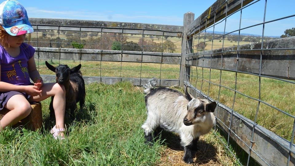 Miniature Pygmy Goats Leo & Lightening - a great size for children of all ages