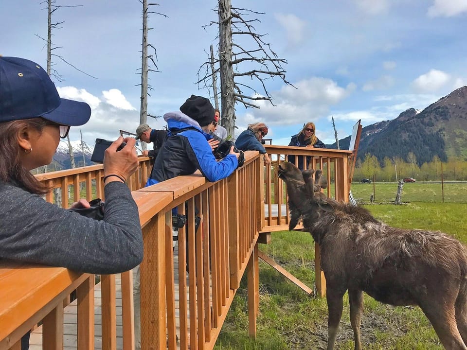 The Alaska Wildlife Center is just 10 minutes away