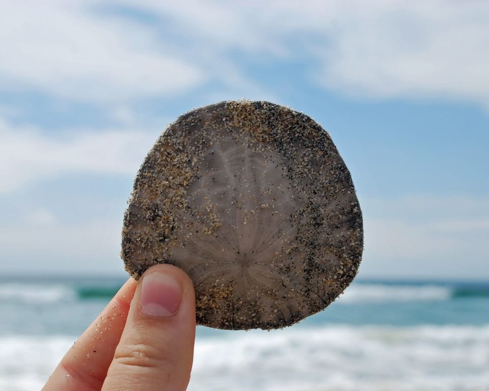Sand dollars and other tropical treasures