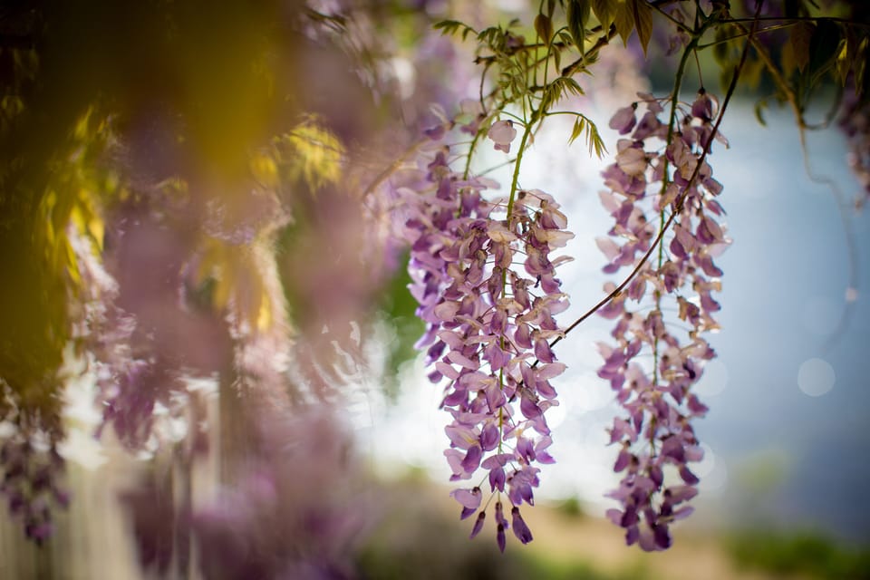 Les Magnolias Bed and Breakfast in Nouvelle-Aquitaine