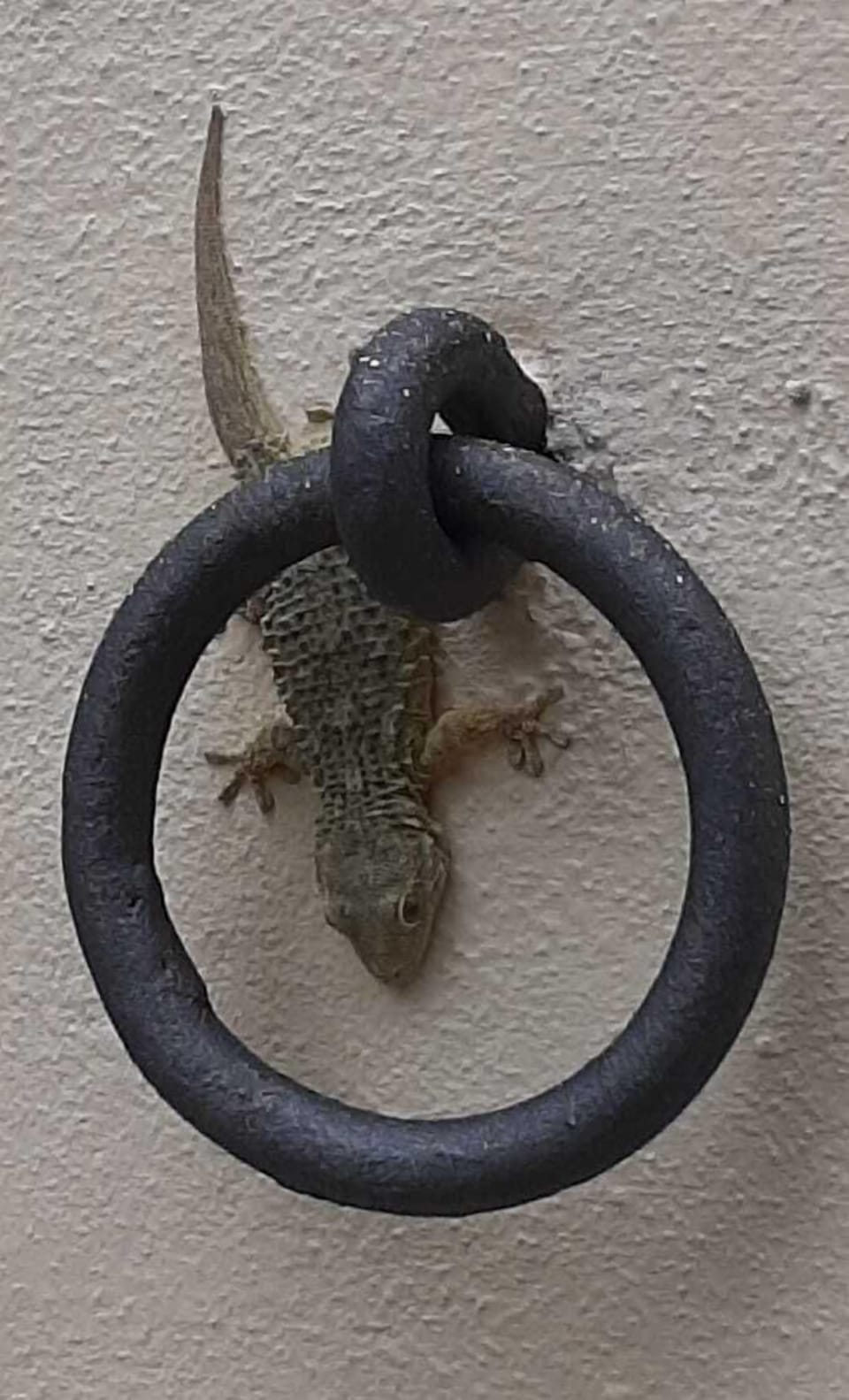 Pet-friendly