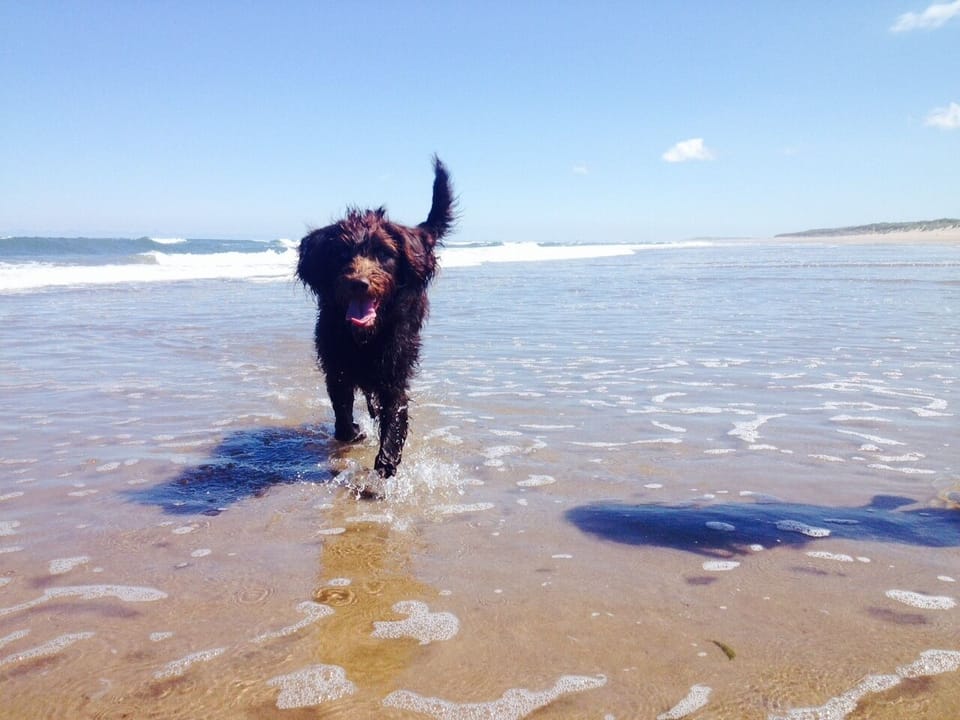 Dog friendly beaches