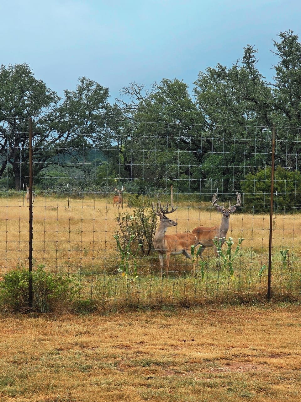 Local wildlife 