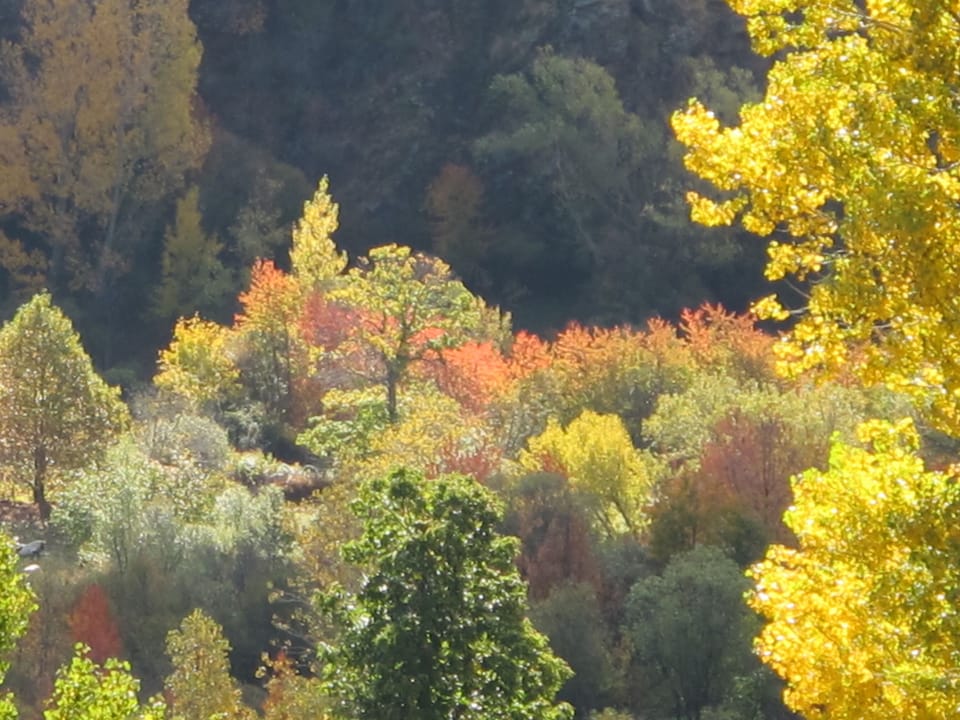 Fabulous Autumn colours