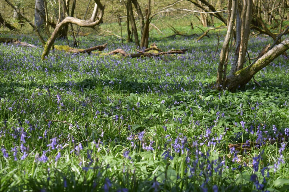 2018 bluebells are just arriving!