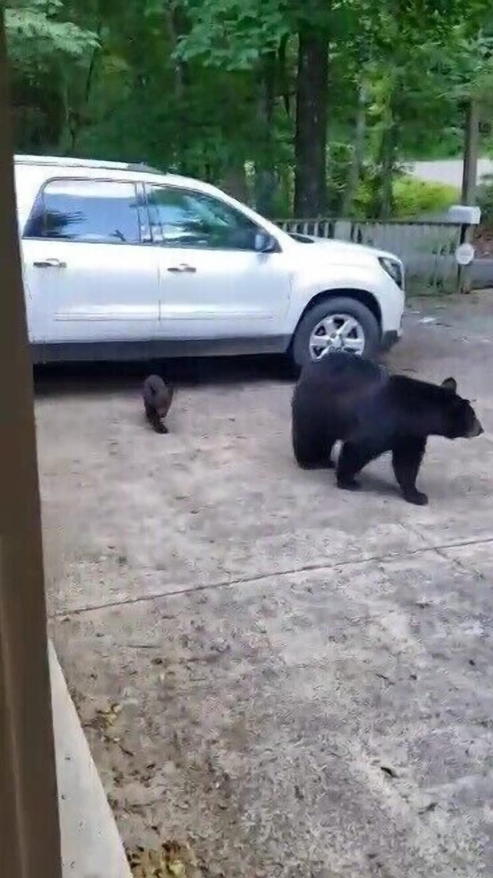 We have baby bears 🐻 