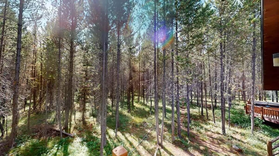 Beautiful aspen trees scenery.