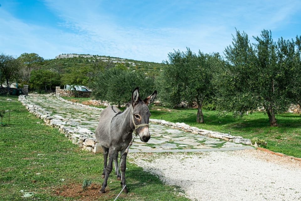 Authentic dalmatian donkey, used for transporting people and goods in the past, roaming around the garden