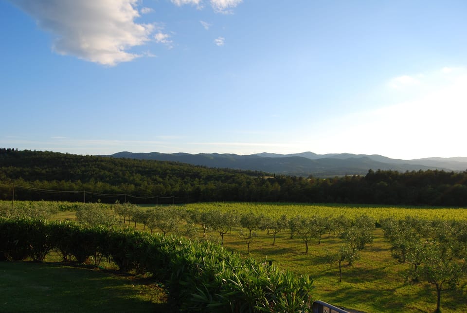 Vineyard
