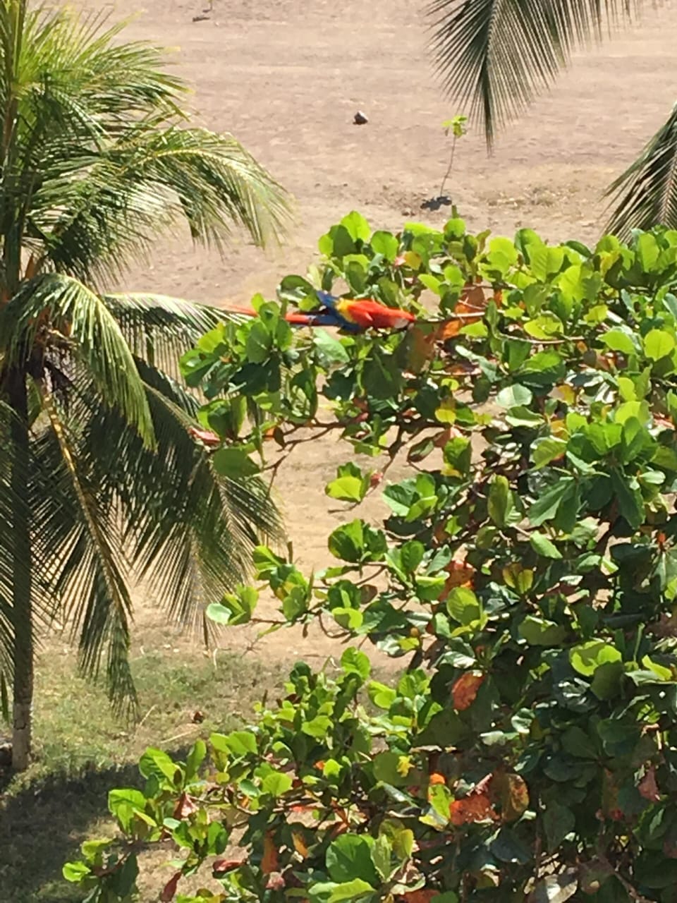 See the Macaws daily from the balcony, they feed on the almond trees below