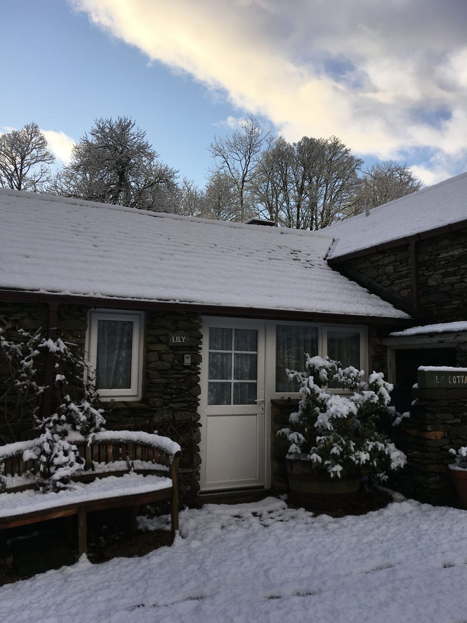Lily in winter