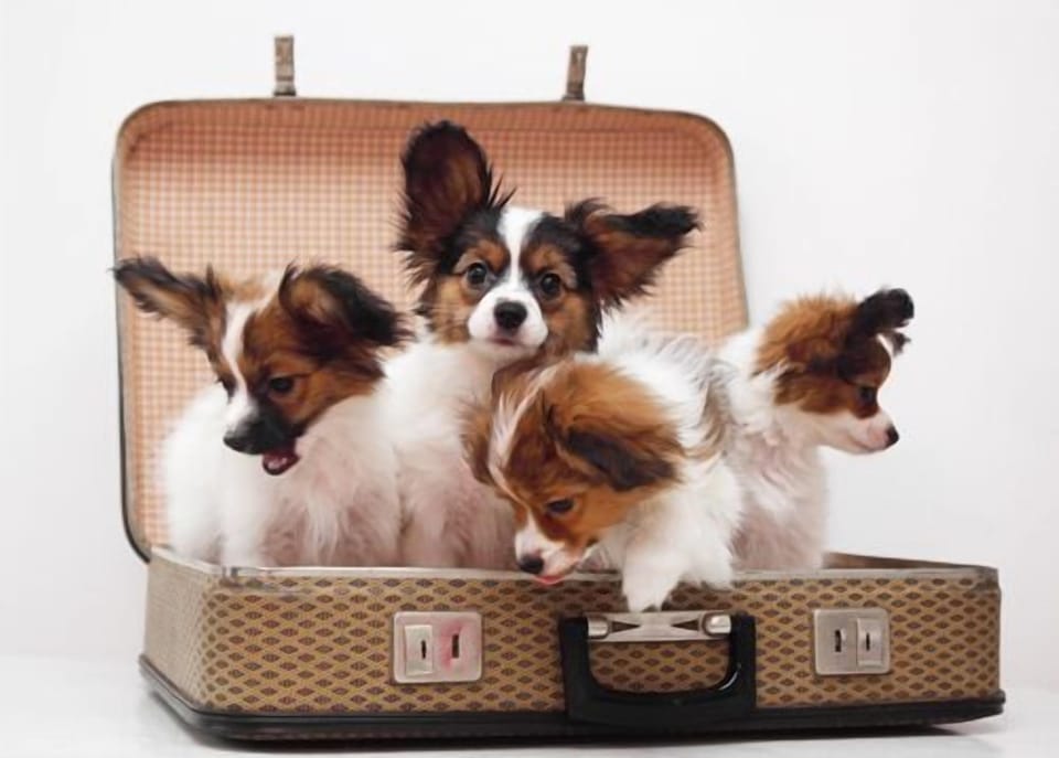 We are Dog Friendly. 