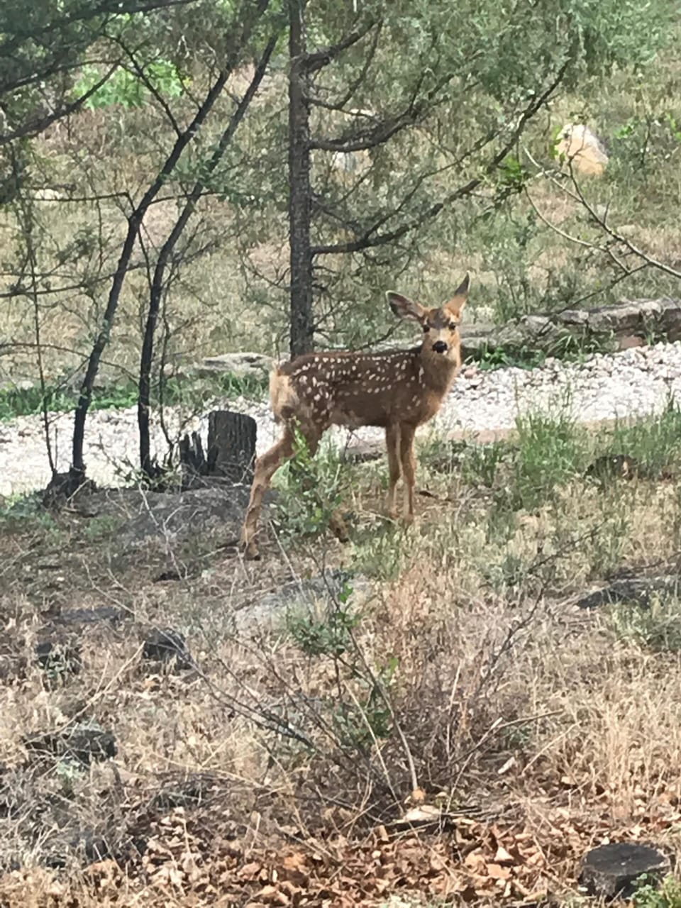 Warning!! Wildlife such as deer and bear are in the neighborhood.