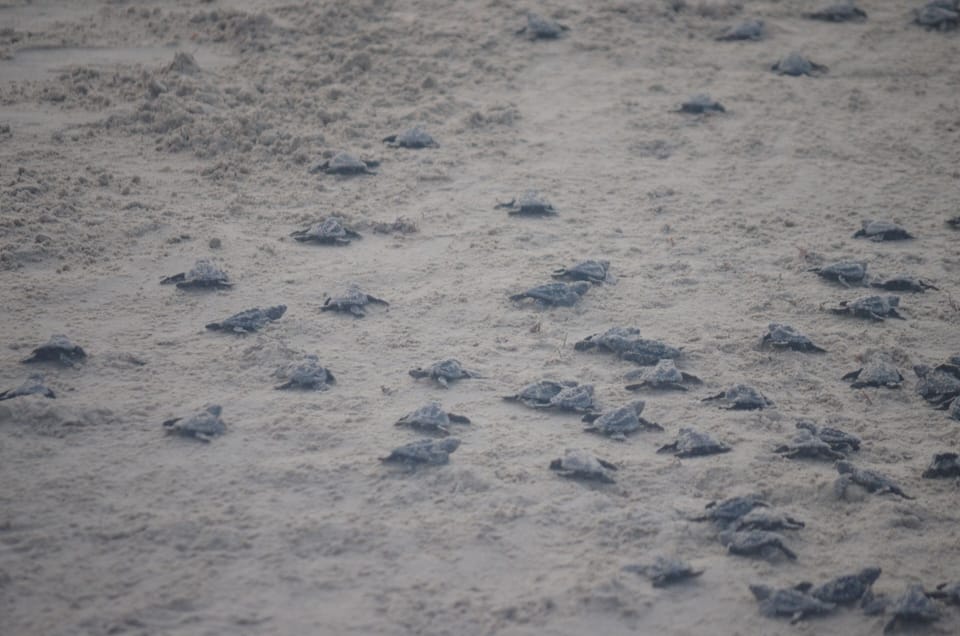 A must see in the summer at Malaquite State Park.  The turtle release.