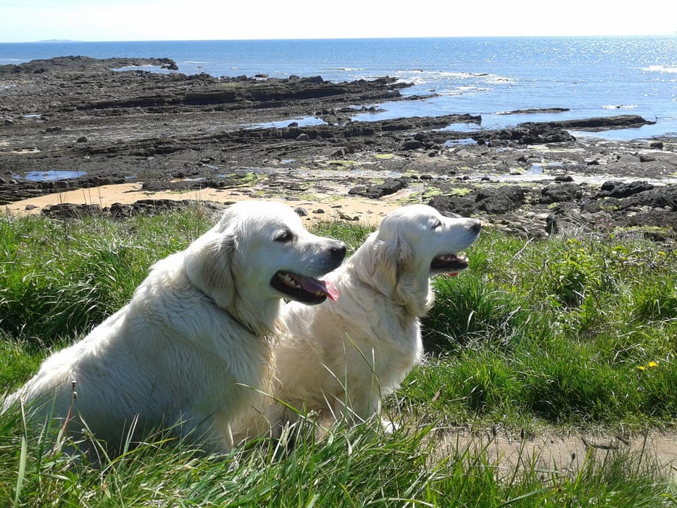Fabulous coastal walks with your special friend. One well behaved dog welcome.