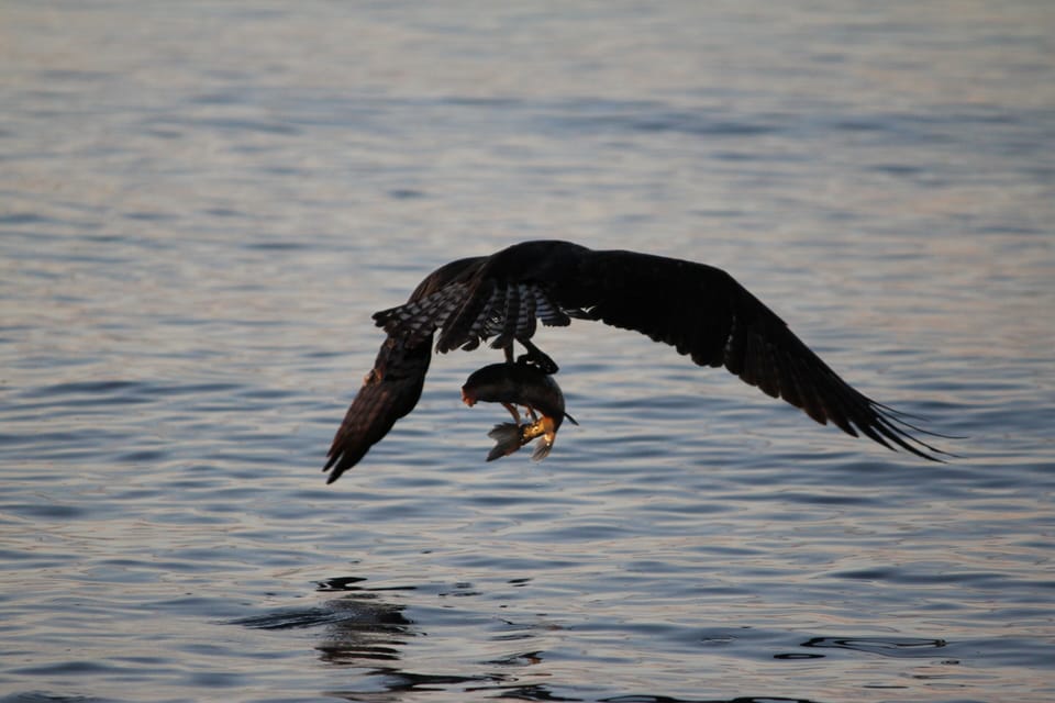 An osprey catching a trout off our beach
