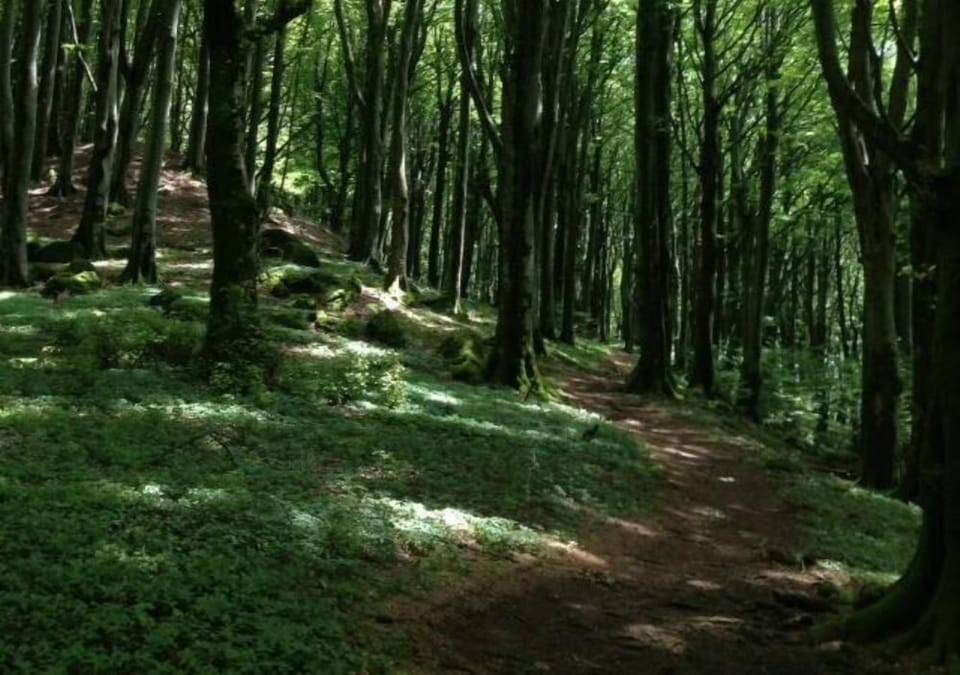 beechwood of Soriano in Cimino