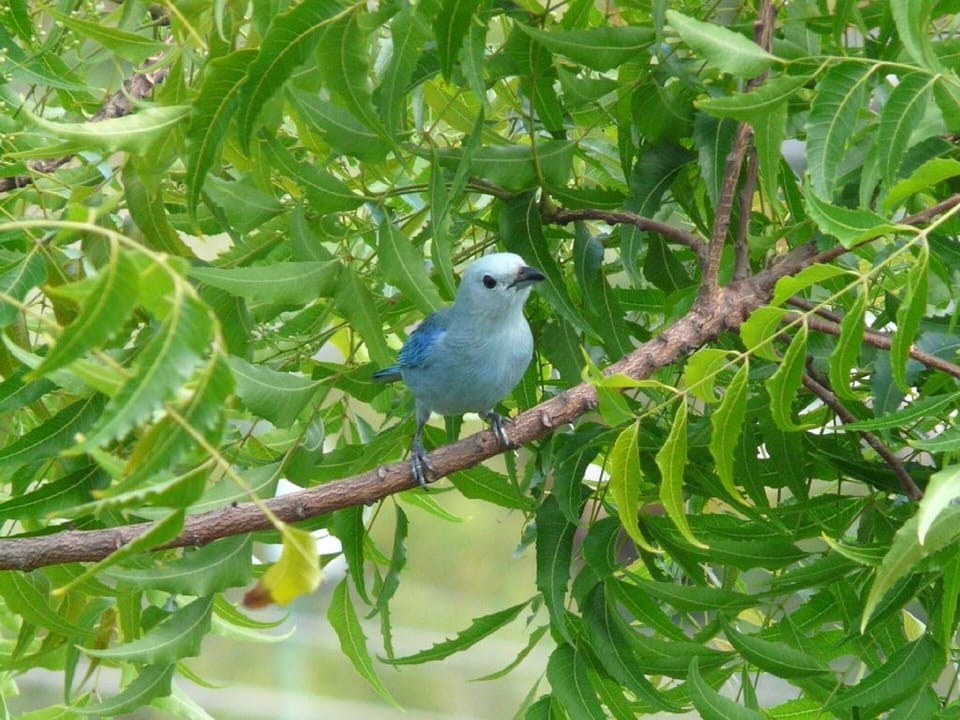 Breakfast visitor from nearby wildlife sanctuary