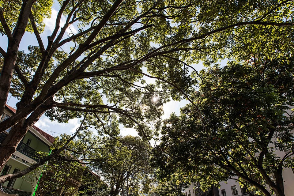 Tree lined streets in Paddington