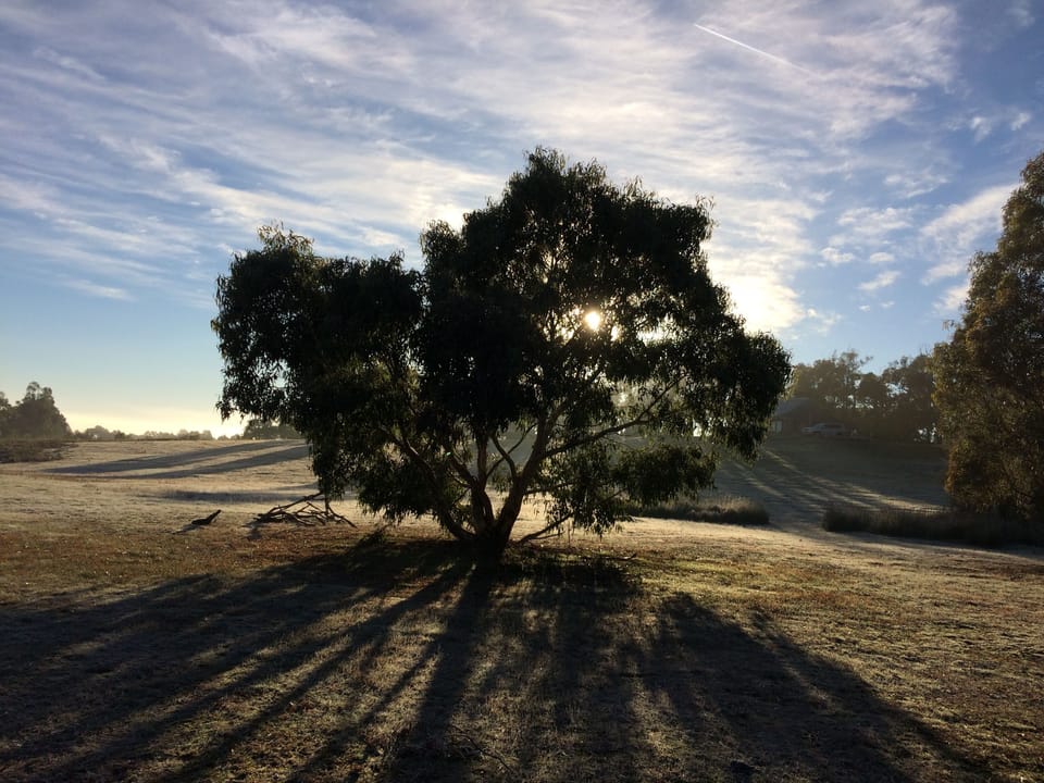 Grounds around the cottages 