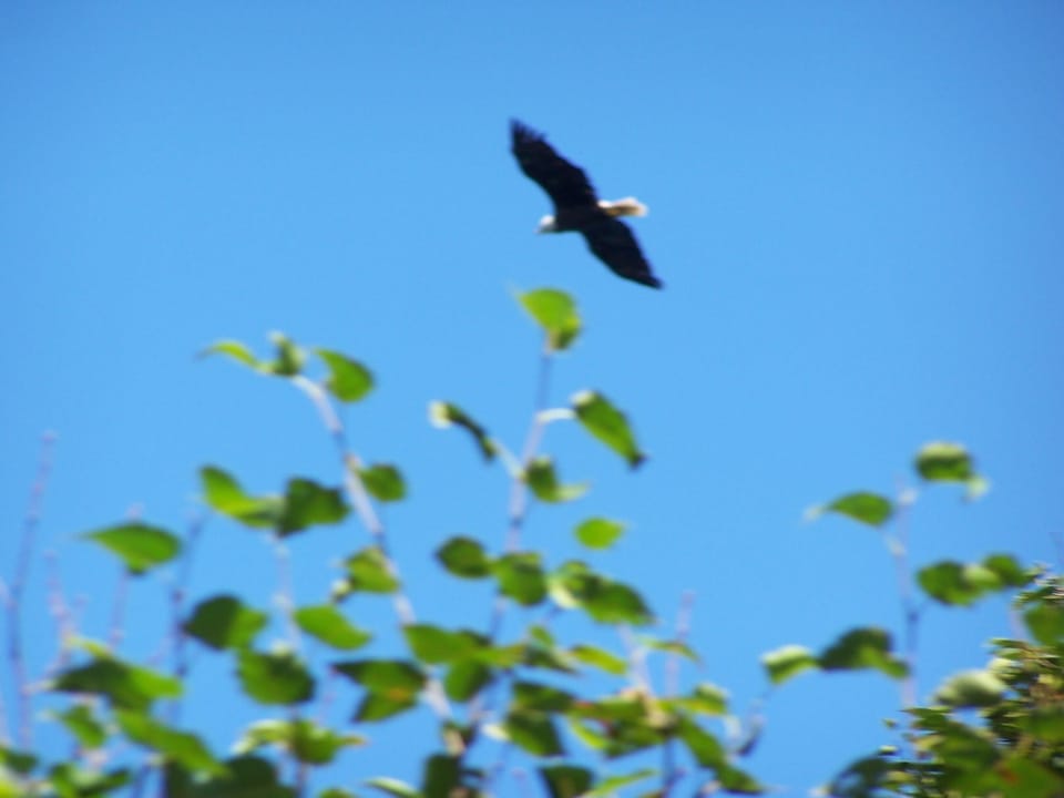 Bald Eagle flies over the cottage