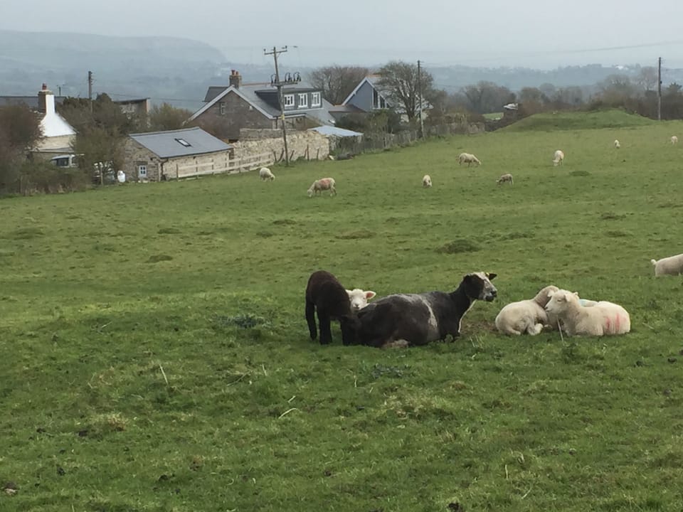 View from field immediately behind the house