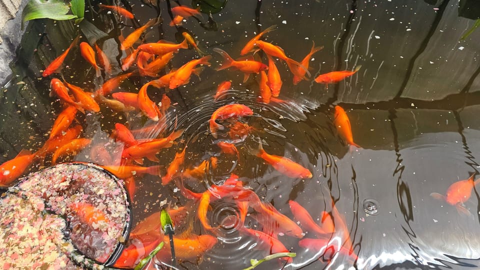 Gold Fish... Very friendly